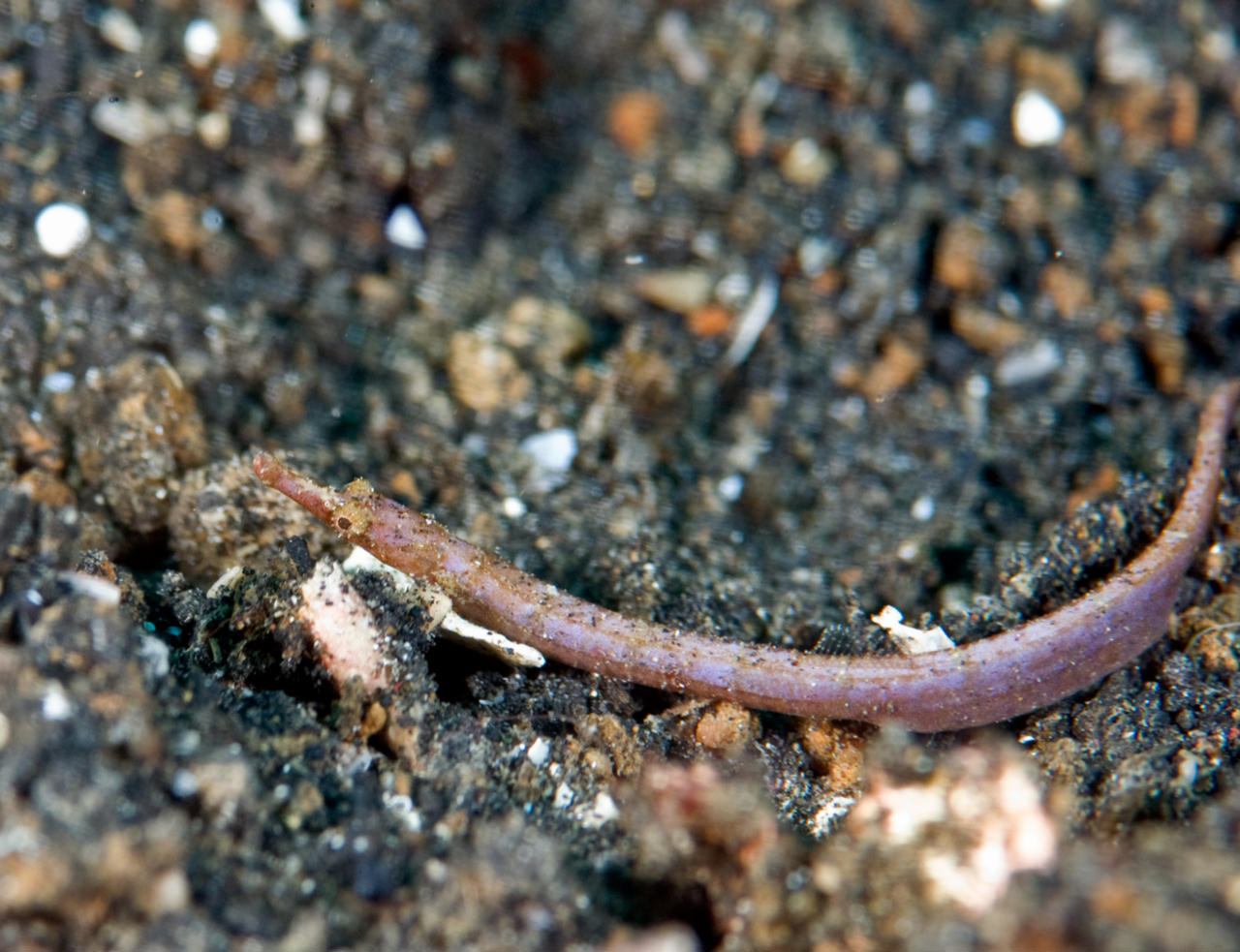 Micrognathus pygmaeus (Pesce ago pigmeo)